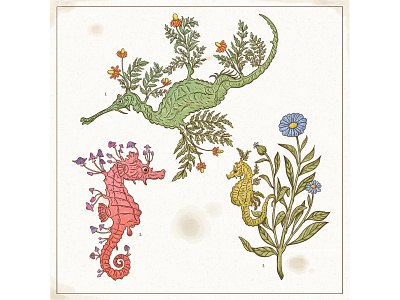 Rarely Sighted botanical character drawing flowers graphic illustration ocean plants retro scientific seahorse texture vintage
