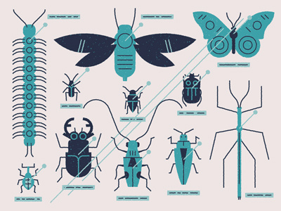 Bug collection beetle bugs editorial entymology glass insects muti texture vector