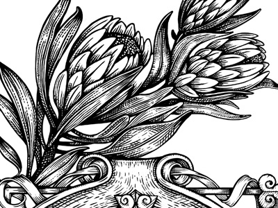 Protea crest etching illustration monochrome protea vintage wine label
