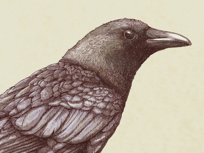 The Crow beak bird crow digital drawing etching eye feather illustration line work monotone painting