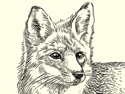 The Quick Brown Fox drawing ears illustration monochrome digital fox sketch linework muti eyes animal fur