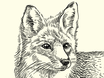 The Quick Brown Fox animal digital drawing ears eyes fox fur illustration linework monochrome muti sketch