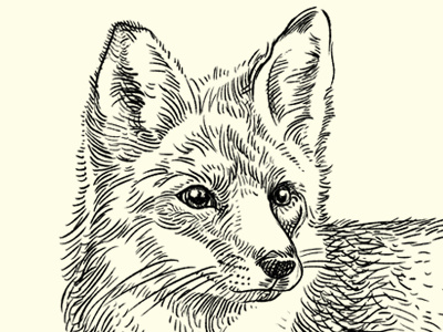 The Quick Brown Fox