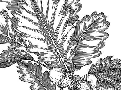 Otoño acorn botanical branch drawing engraving etching hand drawn illustration leaf leaves line work
