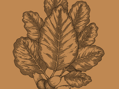OTOÑO acorn etching ham illustration label leaf monochrome packaging vintage