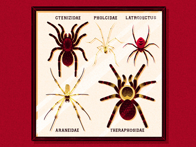 Arachnophobia! animal collection drawing frame graphic illustration sketch spider texture vector