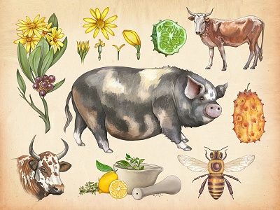 Botanical Drawings bee botanical cow digital painting drawing flower food fruit illustration ingredients pig texture