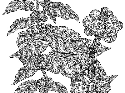 Botanical Illustration drawing etching illustration leaf linework monochrome plant vintage