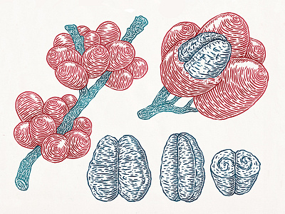 Botanical Illustration coffee drawing etching illustration line work natural plant seed sketch