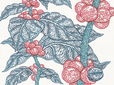 Woolworths bean berry botanical coffee detail drawing etching flora leaf tree
