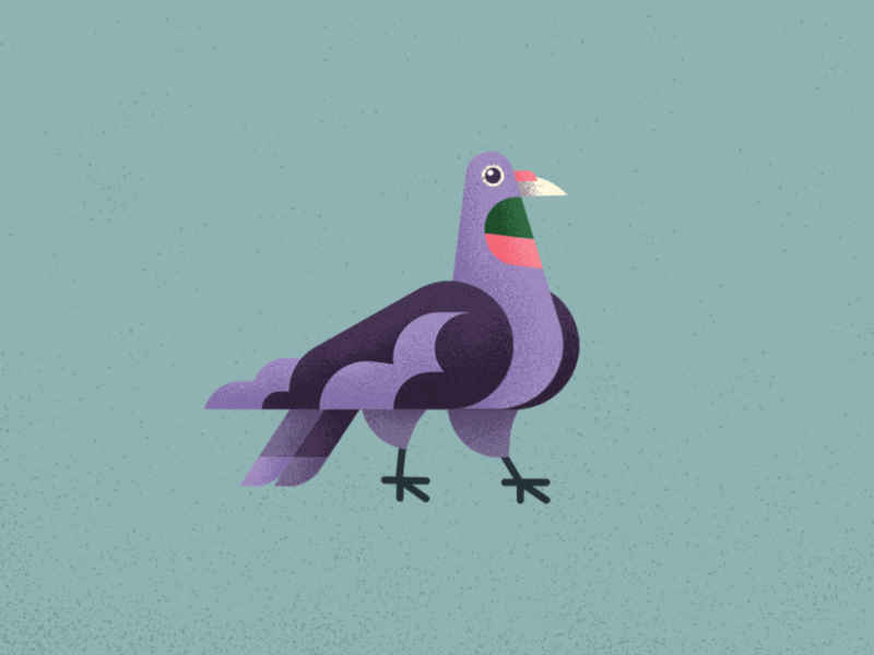 Pigeon Dribbble animation bird character character design illustration motion texture vector walking walking sequence