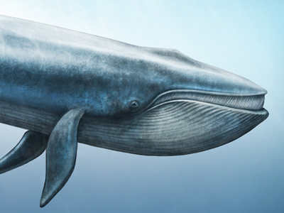 Whale sealife whale