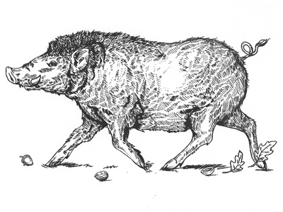 Wild Boar/Woodlands Pork boar illustration ink meat pig