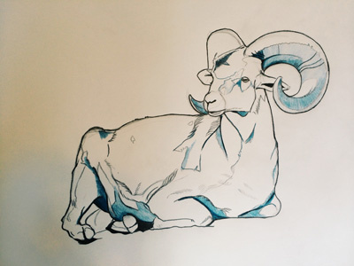 Ram animal color illustration pencil ram