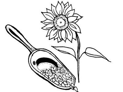 Sunflower seeds illustration seeds sharpie sunflower