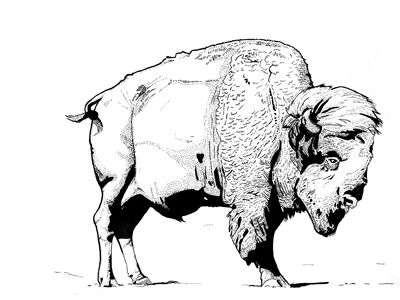 Bison animal bison drawing handdrawn illustration ink pen wildlife