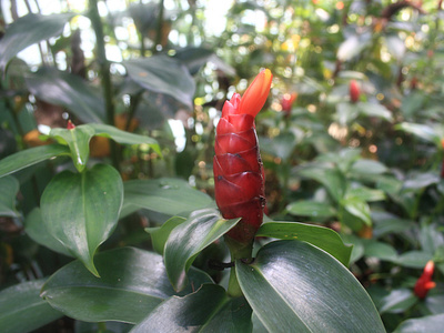 Red Flower