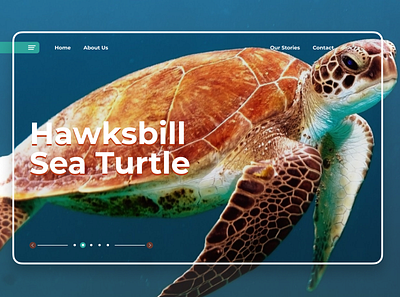 Sea Turtle UI Design