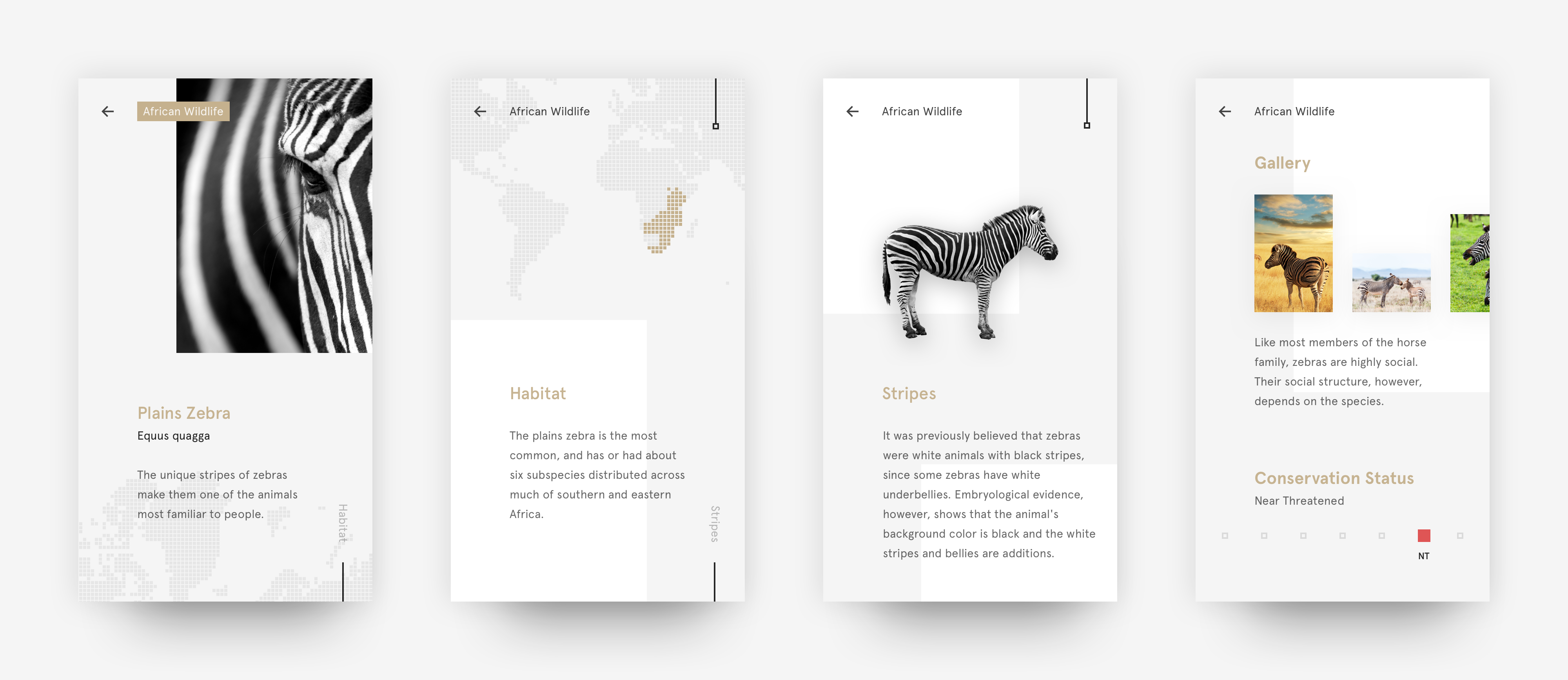 Dribbble Zebra facts african wildlife png By Antoni Botev