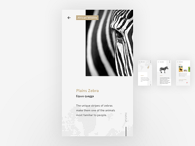 Plains Zebra african black clean habitat minimalist stripes ui freestyle user interface what if white wildlife zebra