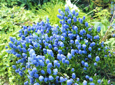 flower flowers seattle violet wa