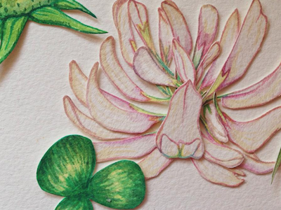 Clover Bloom botanic clover flower illustration ink watercolour