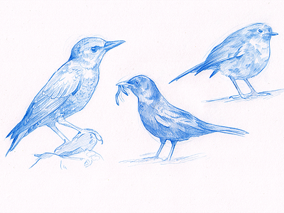 Birds! agriculture birds client fauna illustration pencil sketch