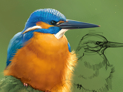 Bird bird color painting sketch