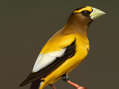 Evening grosbeak art bird color evening grosbeak illustration yellow