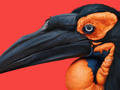 Southern ground hornbill art bird color details digital eyes feathers painting study