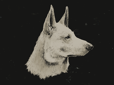 White swiss shepherd digital art dog illustration portrait