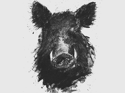 Wild boar illustration