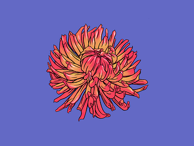 Cactus Dahlia Illustration 1