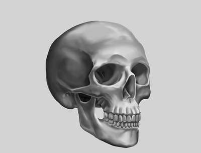 Skull Study digitalart illustration photoshop