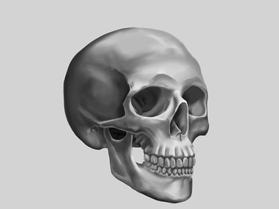 Skull Study