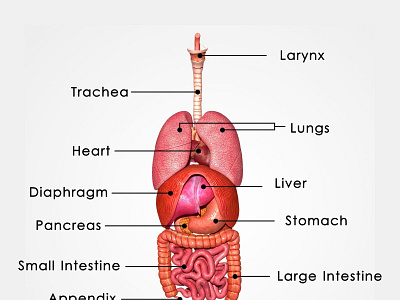 MEDICAL ANIMATION SERVICES