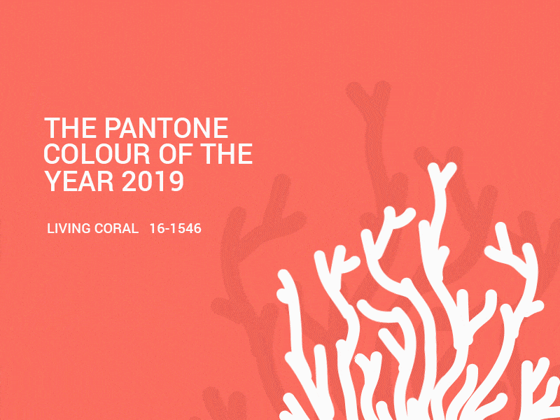 The Colour of The Year 2019 illustration prototype creative design template business animation website colour coral livingcoral panton