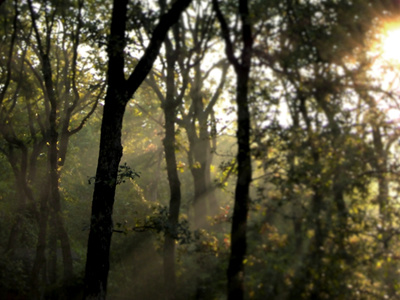 Tim Challies – Sunrise Forest Wallpaper