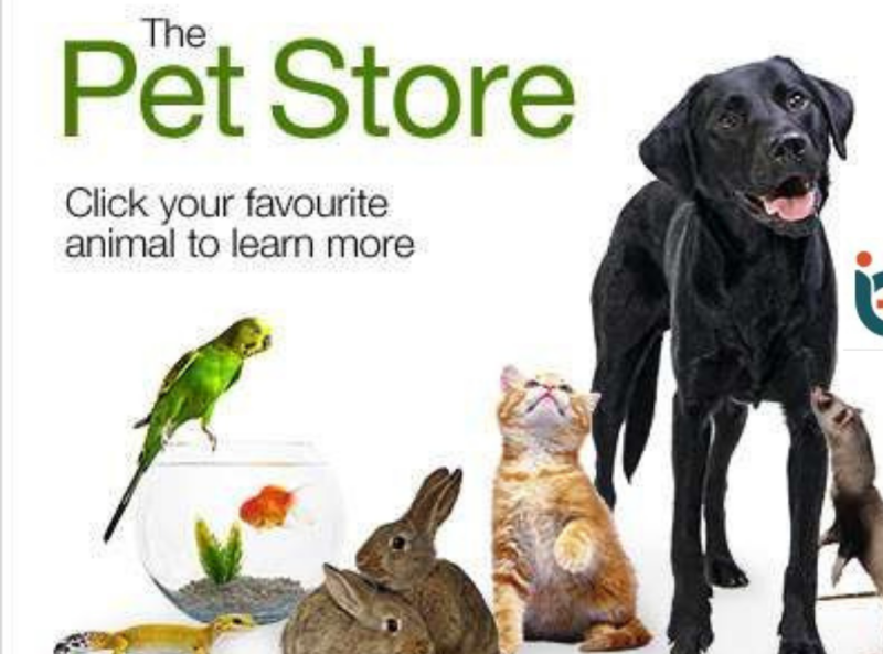 pet accessories online