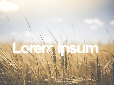 lorem ipsum