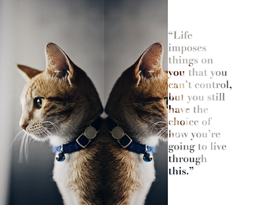 Oyen cat life photoshop quote reflection