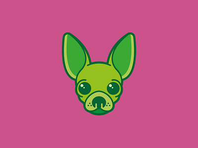 Chihuahua chihuahua dog