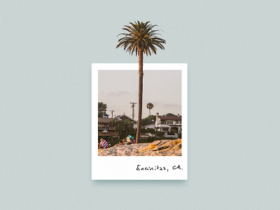 Encinitas, CA. california film holiday instant palm palm beach photo photography polaroid summer sunset travel tree trip