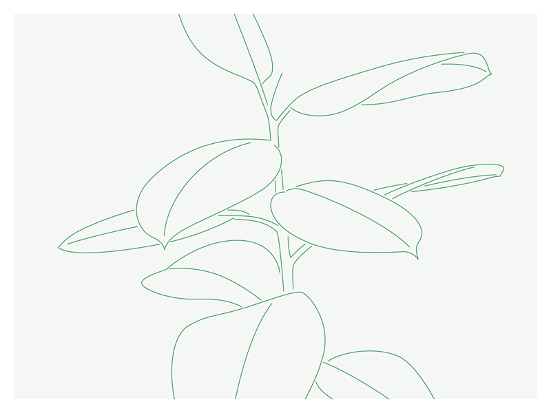 Plants botanical home illustration leaf minimal natural nature plant simple stroke vector