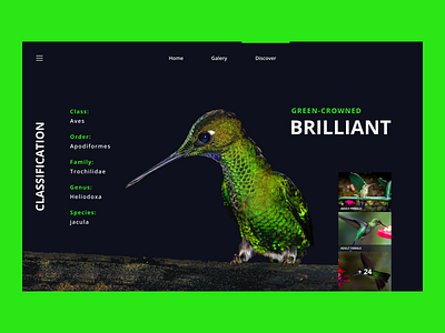 Bird Discovery Website 3 bird birds design flat minimal minimalist ui user interface user interface design web website website concept website design