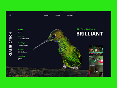 Bird Discovery Website 3