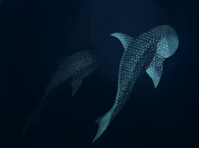 whale shark design digital drawing graphic illustration shark whale