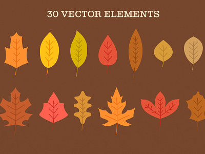 Different autumn leaves illustrations