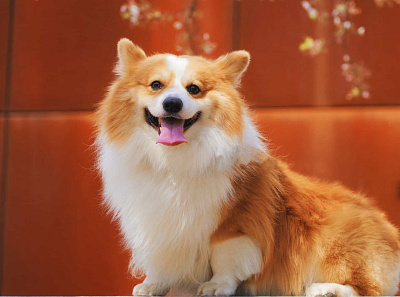 Corgi Desktop Wallpapers animals