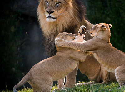Lion Desktop Wallpapers animals